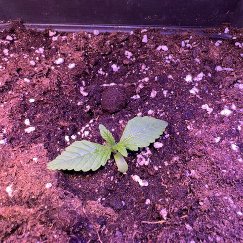 Tropicanna Poison®1 Fast Version growlog timeline photo