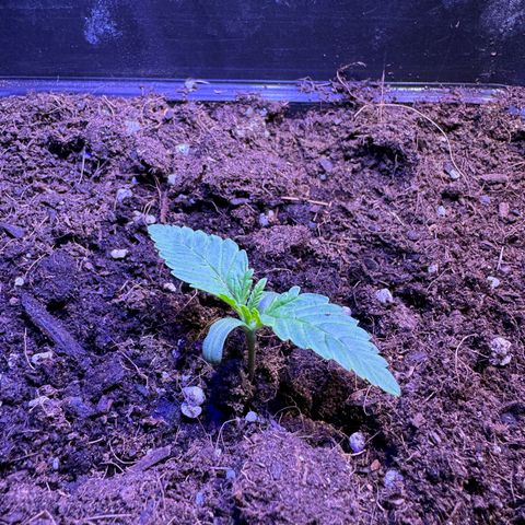 Tropicanna Poison®1 Fast Version growlog timeline photo