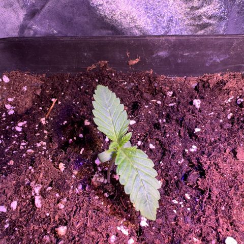 Tropicanna Poison®1 Fast Version growlog timeline photo