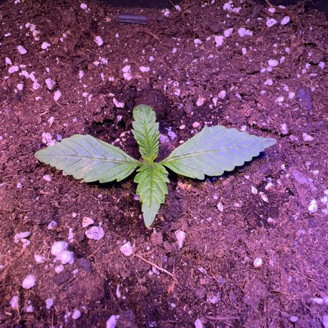 Tropicanna Poison®1 Fast Version growlog timeline photo