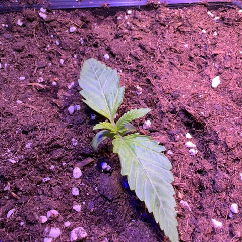 Tropicanna Poison®1 Fast Version growlog timeline photo