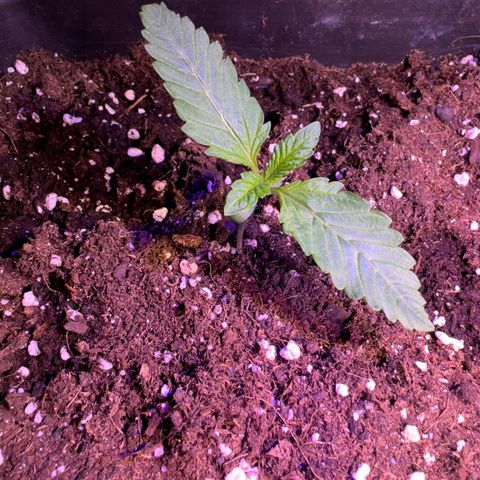 Tropicanna Poison®1 Fast Version growlog timeline photo