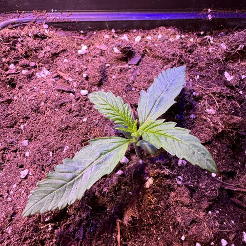 Tropicanna Poison®1 Fast Version growlog timeline photo