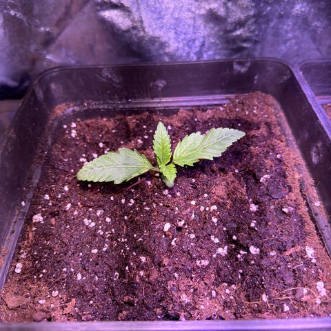 Tropicanna Poison®1 Fast Version growlog timeline photo