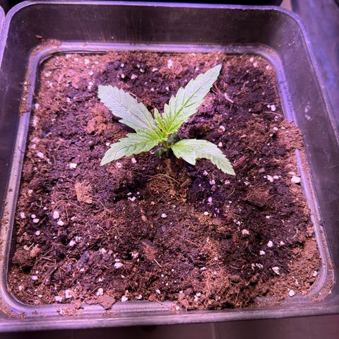 Tropicanna Poison®1 Fast Version growlog timeline photo