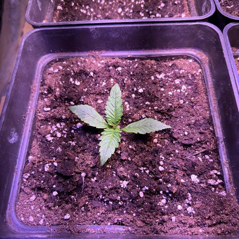 Tropicanna Poison®1 Fast Version growlog timeline photo