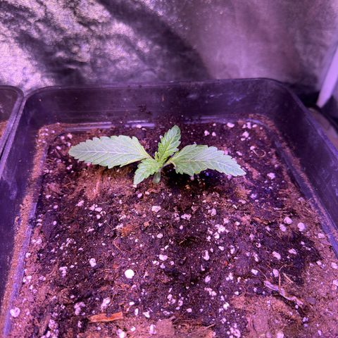 Tropicanna Poison®1 Fast Version growlog timeline photo