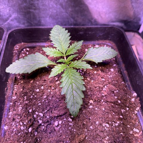 Tropicanna Poison®1 Fast Version growlog timeline photo