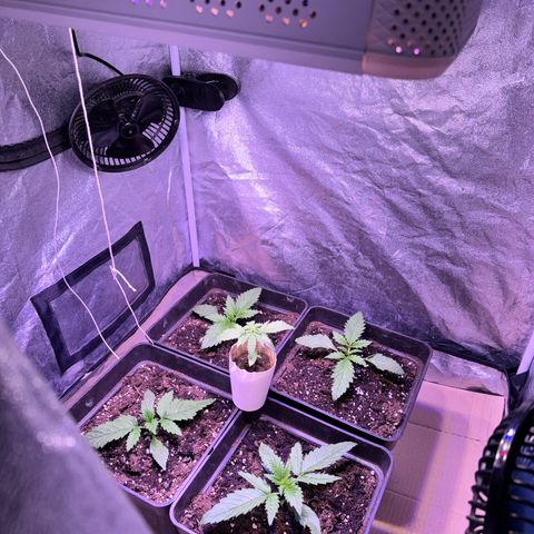 Tropicanna Poison®1 Fast Version growlog timeline photo