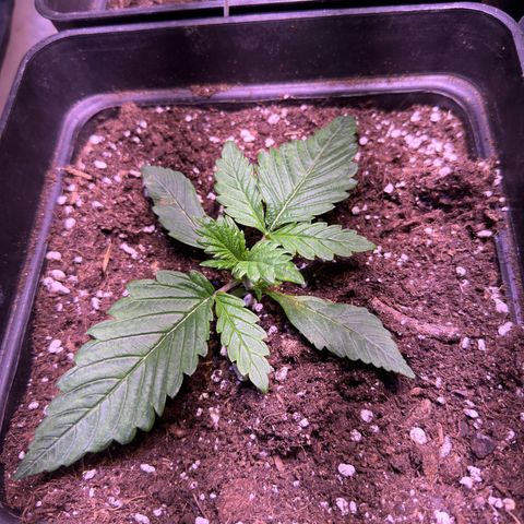 Tropicanna Poison®1 Fast Version growlog timeline photo