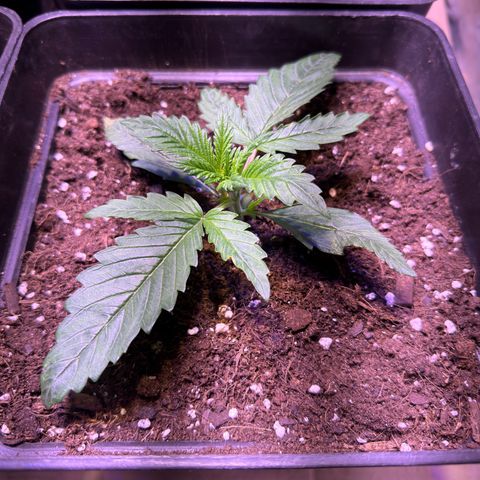 Tropicanna Poison®1 Fast Version growlog timeline photo