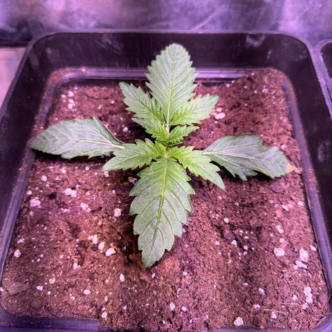 Tropicanna Poison®1 Fast Version growlog timeline photo