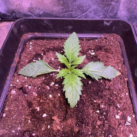 Tropicanna Poison®1 Fast Version growlog timeline photo
