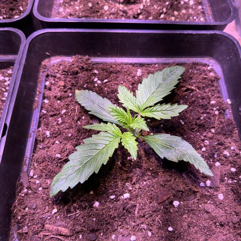 Tropicanna Poison®1 Fast Version growlog timeline photo