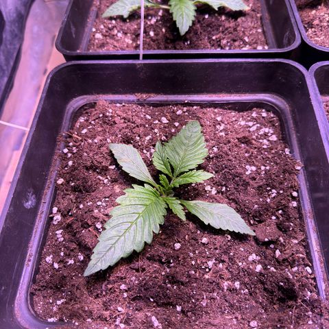Tropicanna Poison®1 Fast Version growlog timeline photo