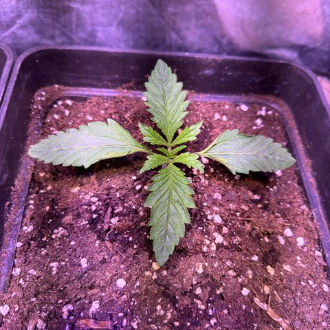 Tropicanna Poison®1 Fast Version growlog timeline photo