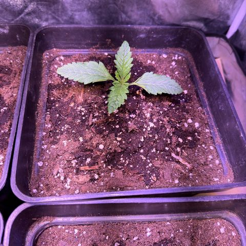 Tropicanna Poison®1 Fast Version growlog timeline photo