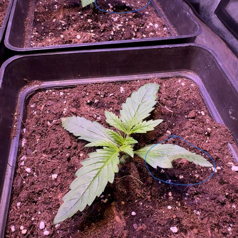 Tropicanna Poison®1 Fast Version growlog timeline photo