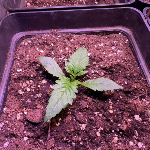 Tropicanna Poison®1 Fast Version growlog timeline photo