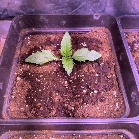 Tropicanna Poison®1 Fast Version growlog timeline photo