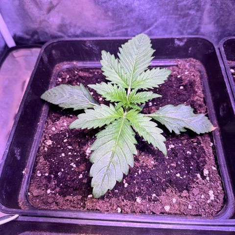 Tropicanna Poison®1 Fast Version growlog timeline photo