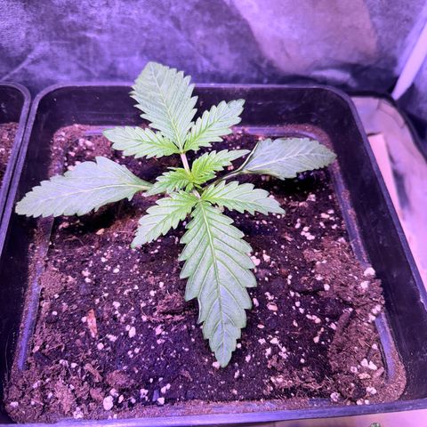 Tropicanna Poison®1 Fast Version growlog timeline photo