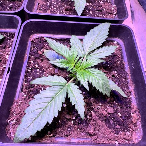 Tropicanna Poison®1 Fast Version growlog timeline photo