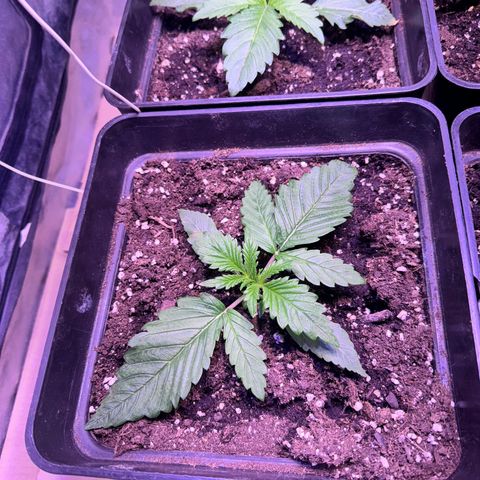 Tropicanna Poison®1 Fast Version growlog timeline photo