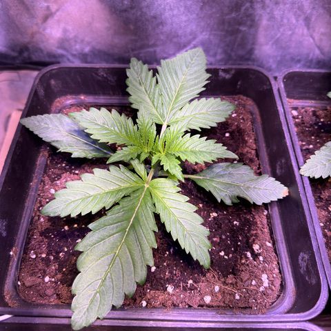 Tropicanna Poison®1 Fast Version growlog timeline photo