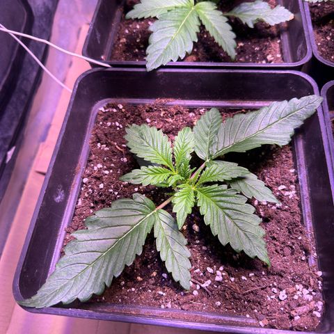 Tropicanna Poison®1 Fast Version growlog timeline photo