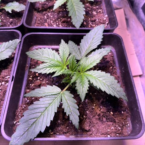 Tropicanna Poison®1 Fast Version growlog timeline photo