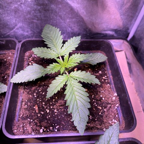 Tropicanna Poison®1 Fast Version growlog timeline photo