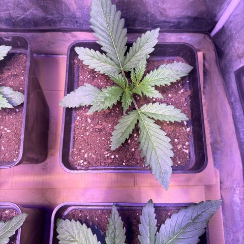 Tropicanna Poison®1 Fast Version growlog timeline photo