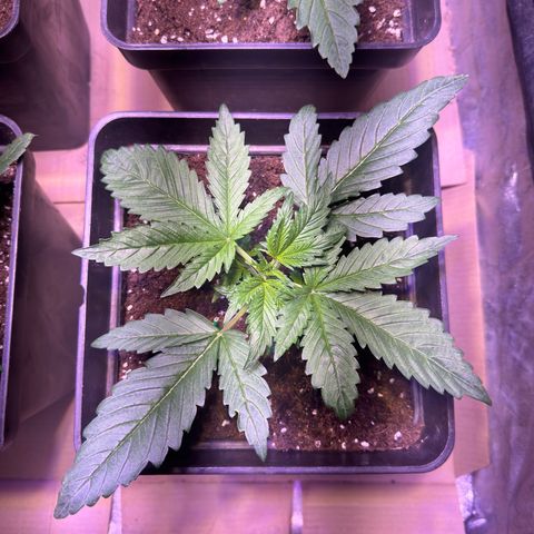 Tropicanna Poison®1 Fast Version growlog timeline photo