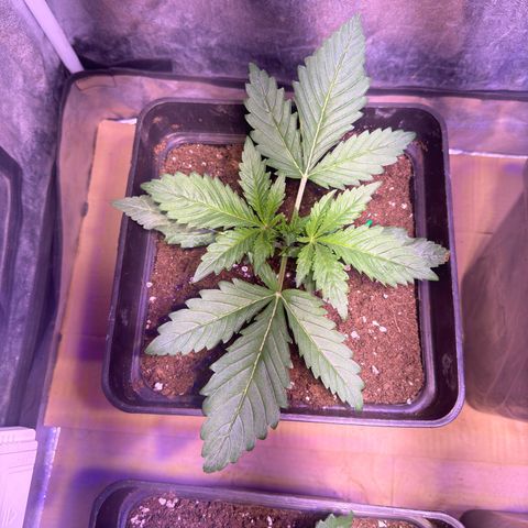 Tropicanna Poison®1 Fast Version growlog timeline photo