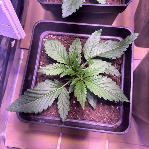 Tropicanna Poison®1 Fast Version growlog timeline photo