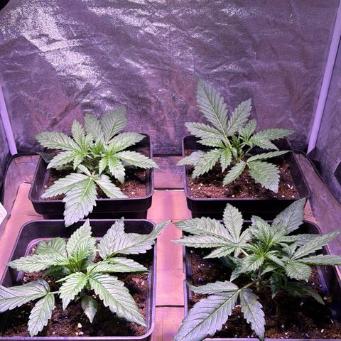 Tropicanna Poison®1 Fast Version growlog timeline photo