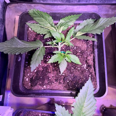Tropicanna Poison®1 Fast Version growlog timeline photo