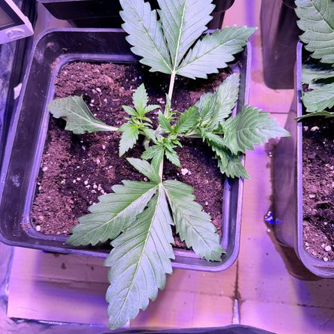 Tropicanna Poison®1 Fast Version growlog timeline photo