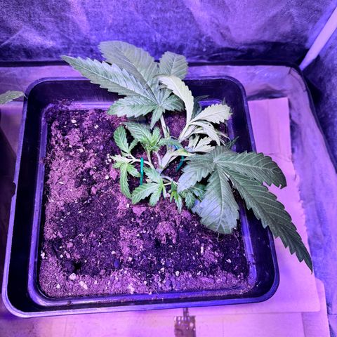 Tropicanna Poison®1 Fast Version growlog timeline photo