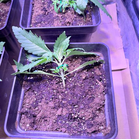 Tropicanna Poison®1 Fast Version growlog timeline photo