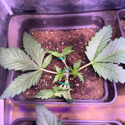 Tropicanna Poison®1 Fast Version growlog timeline photo