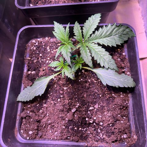 Tropicanna Poison®1 Fast Version growlog timeline photo