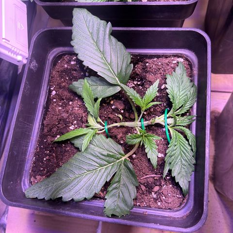 Tropicanna Poison®1 Fast Version growlog timeline photo