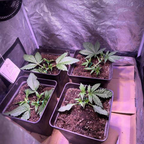 Tropicanna Poison®1 Fast Version growlog timeline photo