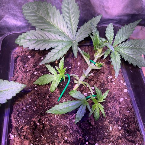Tropicanna Poison®1 Fast Version growlog timeline photo
