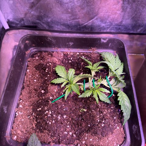 Tropicanna Poison®1 Fast Version growlog timeline photo