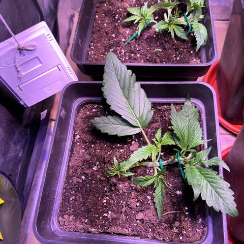 Tropicanna Poison®1 Fast Version growlog timeline photo