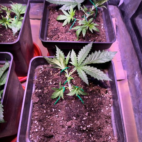 Tropicanna Poison®1 Fast Version growlog timeline photo