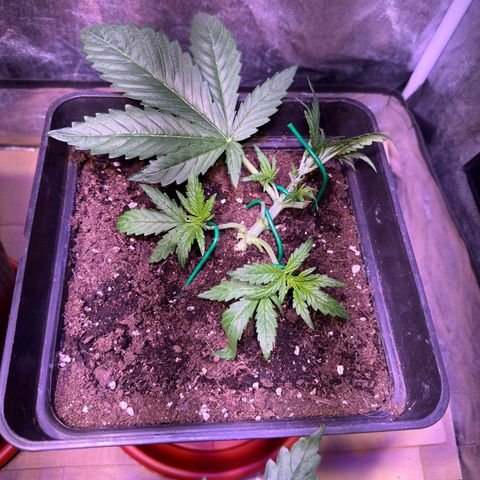 Tropicanna Poison®1 Fast Version growlog timeline photo